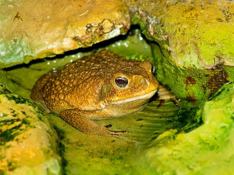 photo of the big brown toad in the water