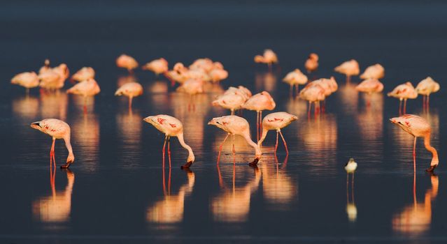 Flamingos or flamingoes are gregarious wading birds in the genus Phoenicopterus, the only genus in the family Phoenicopteridae. There are four flamingo species in the Americas and two species in the Old World.
