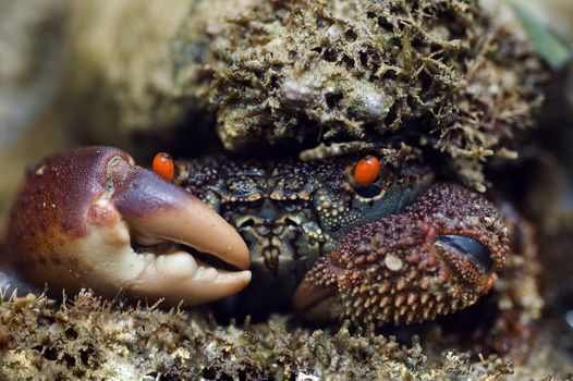 True crabs are decapod crustaceans of the infraorder Brachyura, which typically have a very short projecting "tail" , or where the reduced abdomen is entirely hidden under the thorax. Other animals, such as hermit crabs, king crabs, porcelain crabs, horseshoe crabs and crab lice, are not true crabs