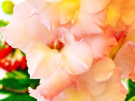 photo of the beautiful pink gladiolus closeup