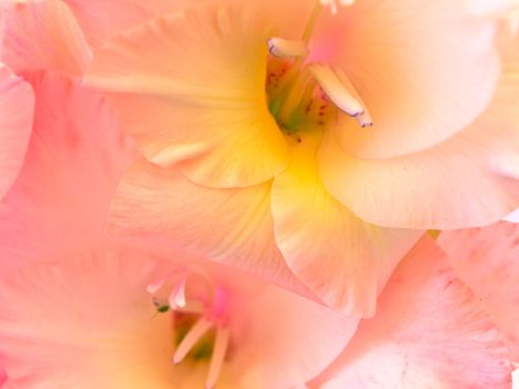 photo of the beautiful pink gladiolus closeup