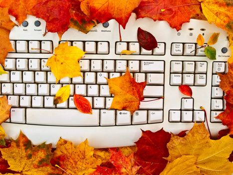  Photo of the keyboard in the bright autumn leaves