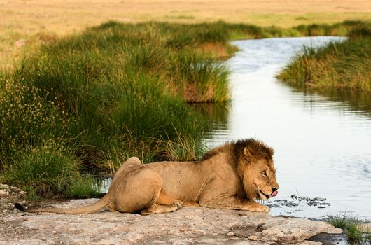 The lion (Panthera leo  nubica), known as the East African or Massai Lion, is found in east Africa, from Ethiopia and Kenya to Tanzania and Mozambique.