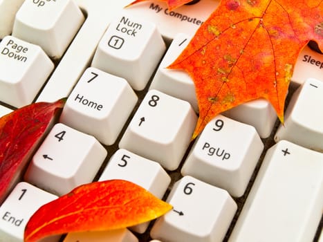 Photo of the keyboard in the bright autumn leaves