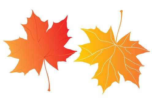 two autumn maple leaves over the white background