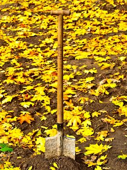 shovel in ground with yellow maple leaves