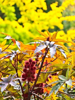 red plant with round flower against autumn yellow background