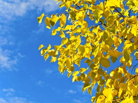 Yellow autumn branch against blue sky