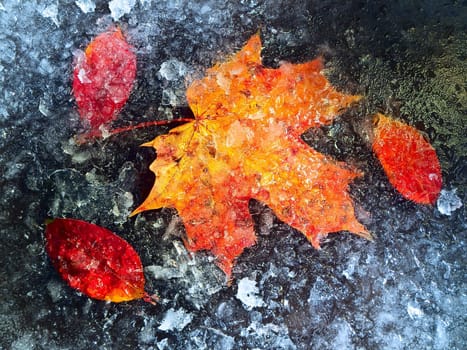 Frozen red autumn leaves at the black background