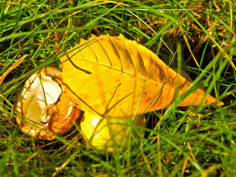 chestnut and yellow leaf in green grass