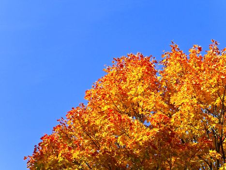 Orange and yellow maple against the blue sky