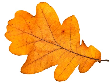 yellow autumn oak leaf over the white background