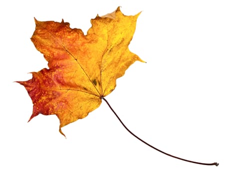 single autumn maple leaf against the white background