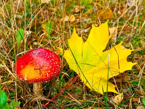 Red fly agaric with yellow  maple leaf