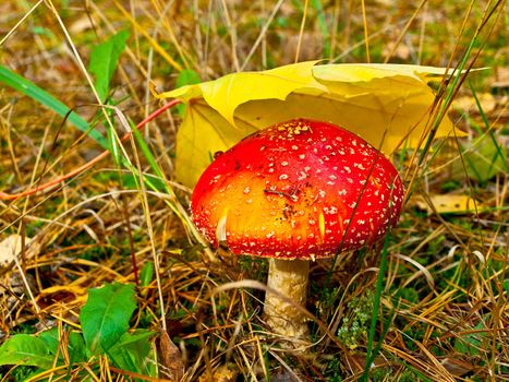 red fly agaric under yellow maple leaf