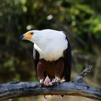 The African Fish Eagle (Haliaeetus vocifer) or�to distinguish it from the true fish eagles (Ichthyophaga), the African Sea Eagle�is a large species of eagle. It is the national bird of Zimbabwe and Zambia.

