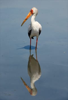 The Yellow-billed Stork, Mycteria ibis, is a large wading bird in the stork family Ciconiidae. It occurs Africa South of Sahara and in Madagascar. Plumage mainly pinkish-white with black wings and tail; bill yellow, blunt, and decurved at tip. 