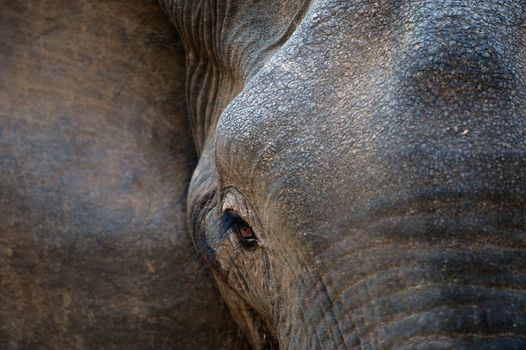 Eye of an elephant with eyelashes. The African Plains Savanna Elephant or West African Steppe Elephant (Loxodonta africana oxyotis) is the largest of all the living elephants measuring 3.5 to 4 meters at the shoulder.