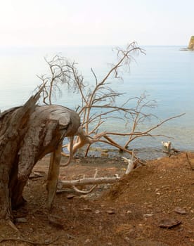 Brokem pine tree at sea beach , sunny day