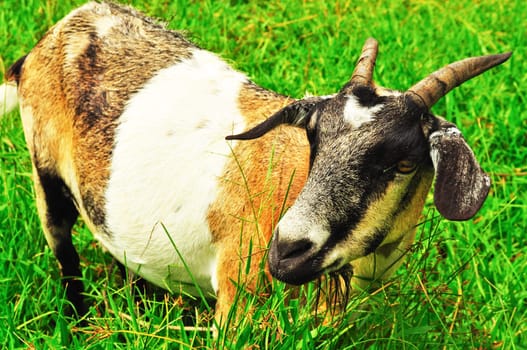 Close-up of a goat grazing in the meadow