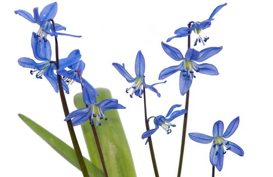 snowdrops on white background