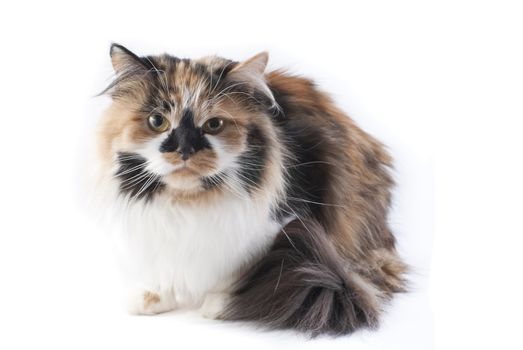 Cat on white background