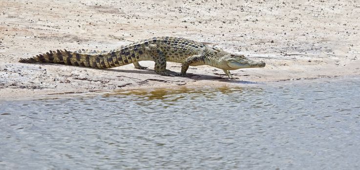 An image of a salt water crocodile in Australia