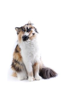 Cat on white background