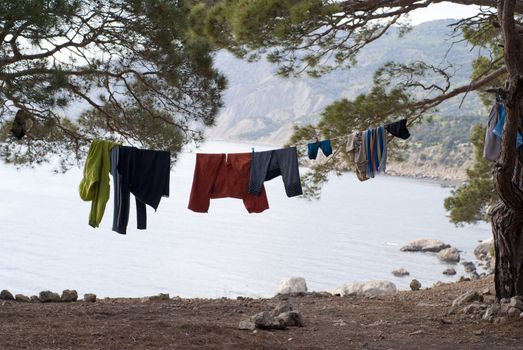 clothes hang on a tree