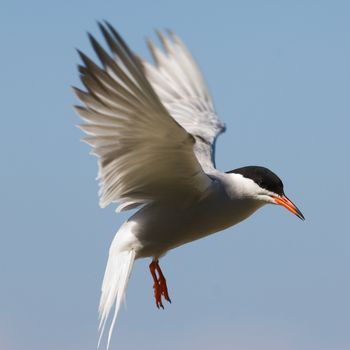 The Common Tern (Sterna hirundo) is a seabird of the tern family Sternidae. This bird has a circumpolar distribution breeding in temperate and sub-Arctic regions of Europe, Asia and east and central North America. It is strongly migratory, wintering in coastal tropical and subtropical regions. It is sometimes known as the sea swallow. 