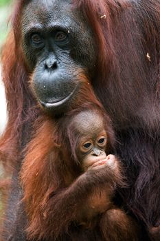 The orangutan with a cub/Borneo. Rainforest.  Pongo pygmaeus wurmbii - southwest populations. Pongo pygmaeus wurmbii - southwest populations. The orangutans are the only exclusively Asian living genus of great ape. 