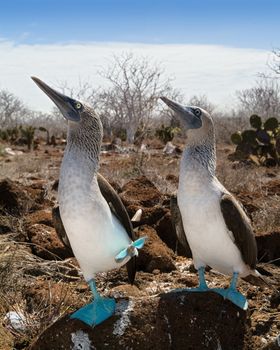 The Blue-footed Boobyis a bird in the Sulidae family which comprises ten species of long-winged seabirds.
