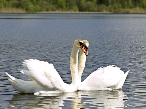 two white swans at the blue lake