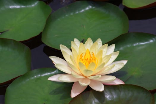 A pristine water lily flower in nature.