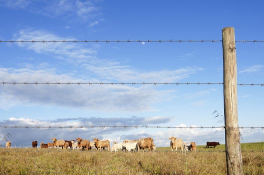 Herd of cows pasturing in a barbwire fenced field,  Alentejo, Portugal