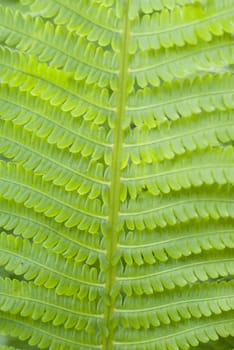 green fern