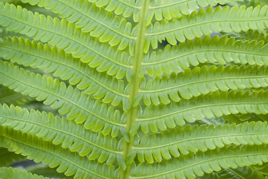 green fern