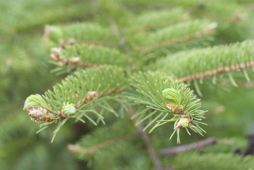 fir-tree