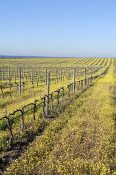 Flowered vineyards pruned in the winter season,  Alentejo, Portugal