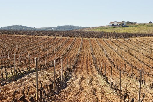 Vineyards pruned in the winter season,  Alentejo, Portugal