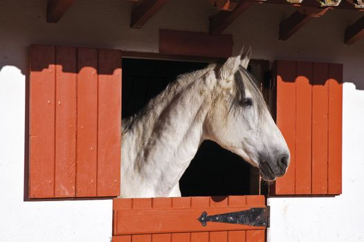 White horse in a stall looking outside,  Alentejo, Portugal