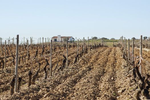 Vineyards pruned in the winter season,  Alentejo, Portugal