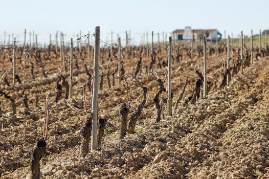 Vineyards pruned in the winter season,  Alentejo, Portugal
