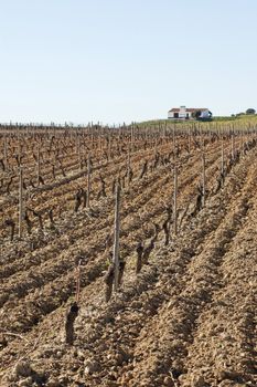 Vineyards pruned in the winter season,  Alentejo, Portugal