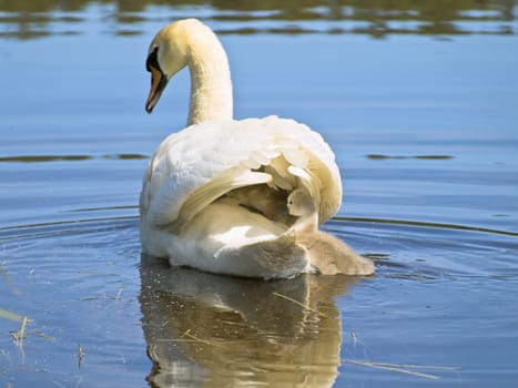 swimming swan with two baby-swans at the lake 
