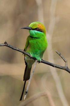 The Green Bee-eater, Merops orientalis, (sometimes Little Green Bee-eater) is a near passerine bird in the bee-eater family. It is resident but prone to seasonal movements and is found widely distributed across sub-Saharan Africa from Senegal and The Gambia to Ethiopia, the Nile valley, western Arabia and Asia through India to Vietnam