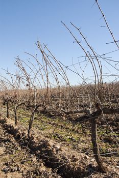 Vineyards in the winter season,  Alentejo, Portugal