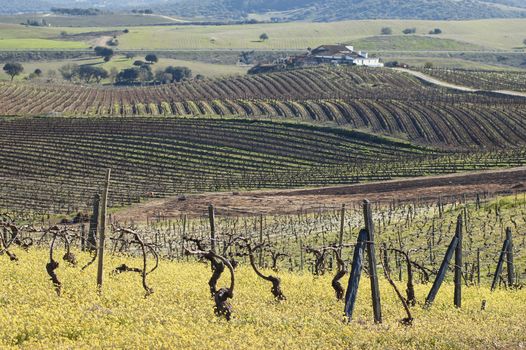 Vineyards pruned in the winter season,  Alentejo, Portugal