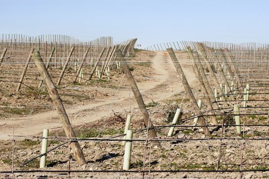 New vineyards with  training and irrigation system,  Alentejo, Portugal