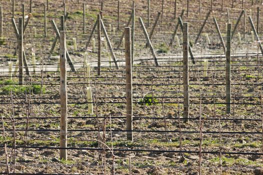 New vineyards with  training and irrigation system,  Alentejo, Portugal